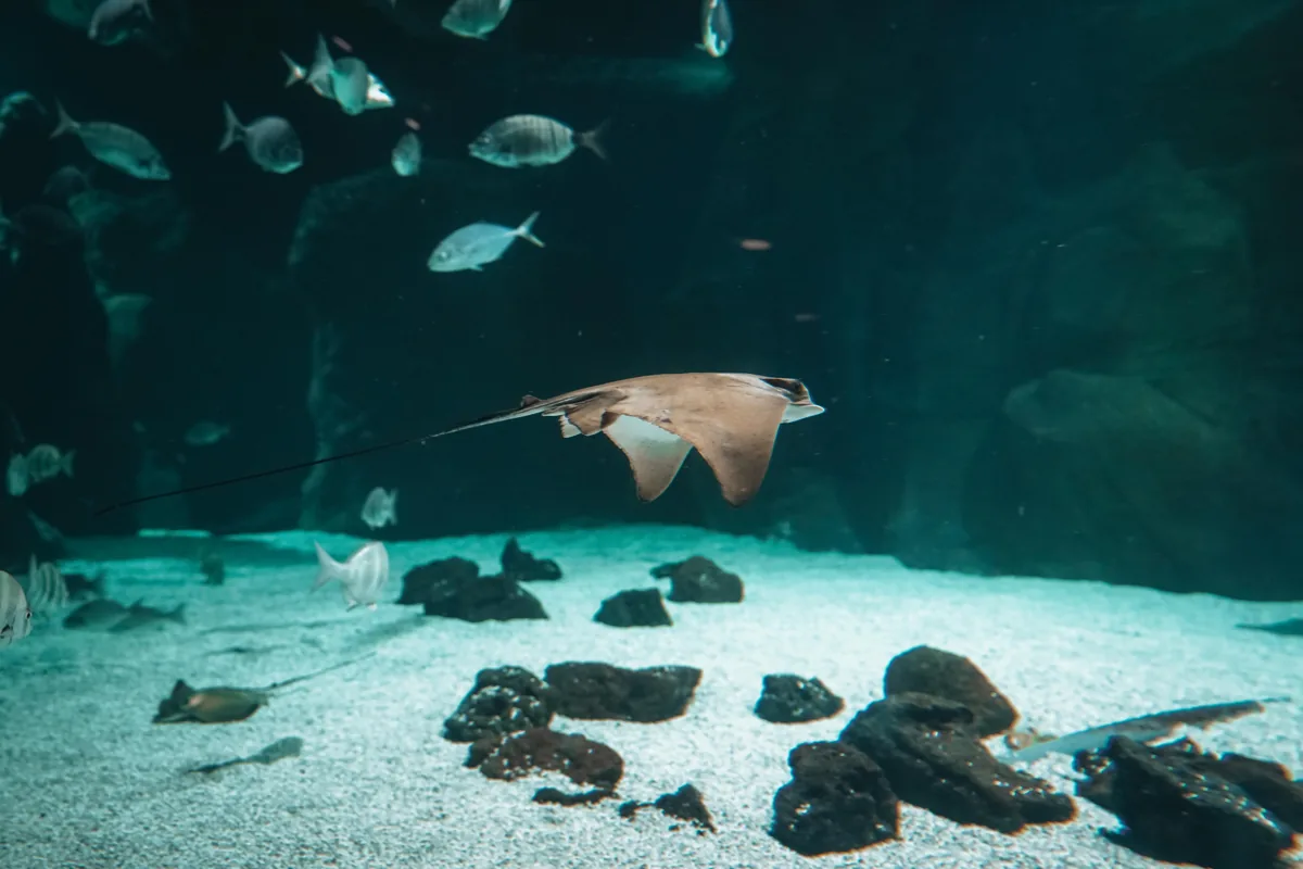 Aquarium Lanzarote · Lanzarote