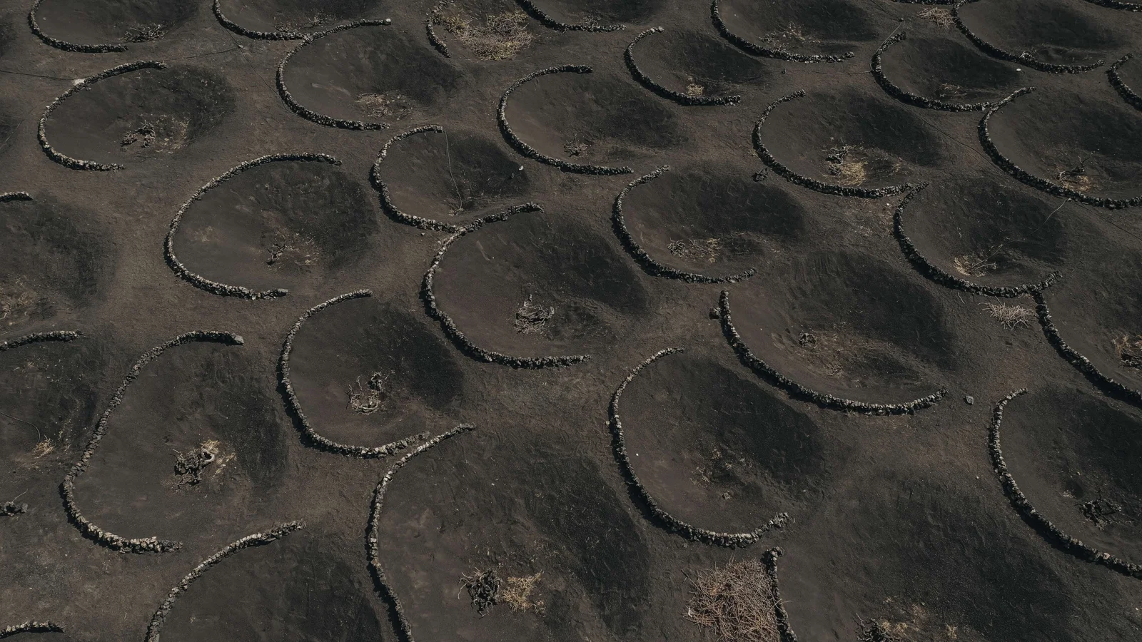 La Geria · Lanzarote