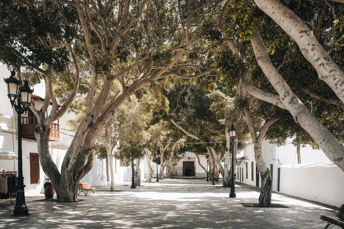 Haría · Lanzarote