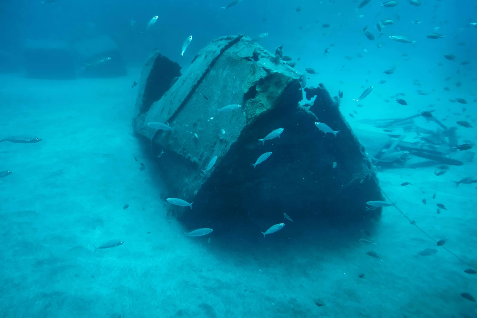 Fish around an underwater wreck.